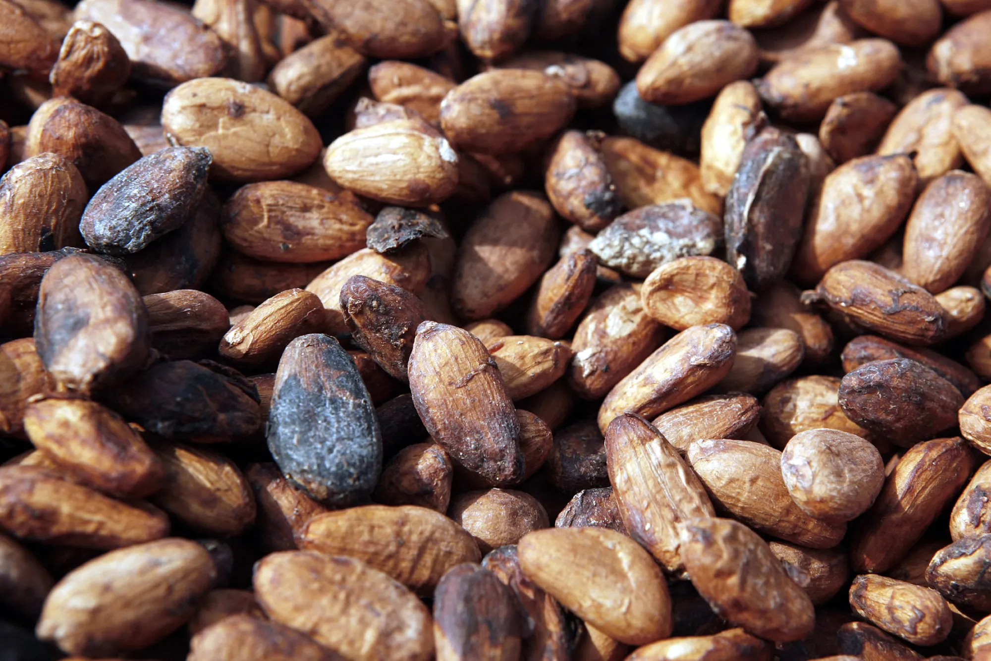 Cocoa beans.
