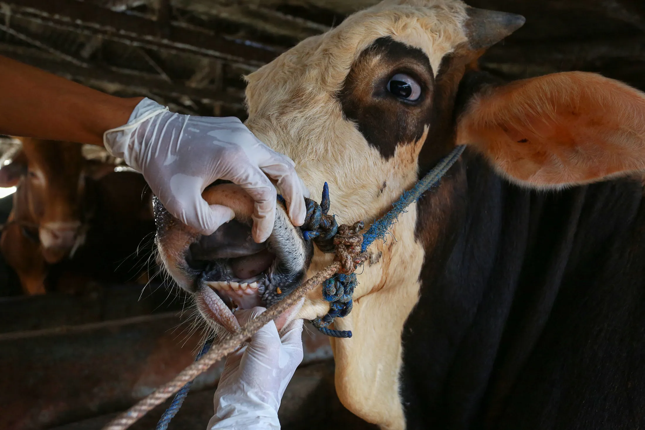 What Foot-and-Mouth Threat Could Mean for Australian Beef Supply - Bloomberg