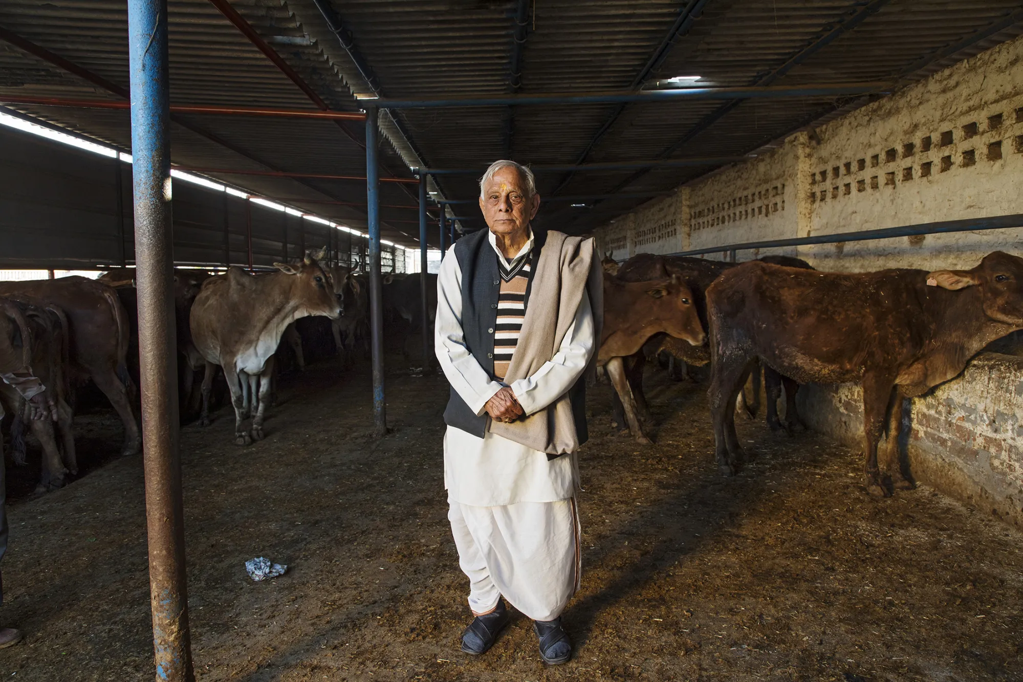 India's Sacred Cow Now Threatens an $83 Billion Dairy Industry - Bloomberg, image size:1999x1333