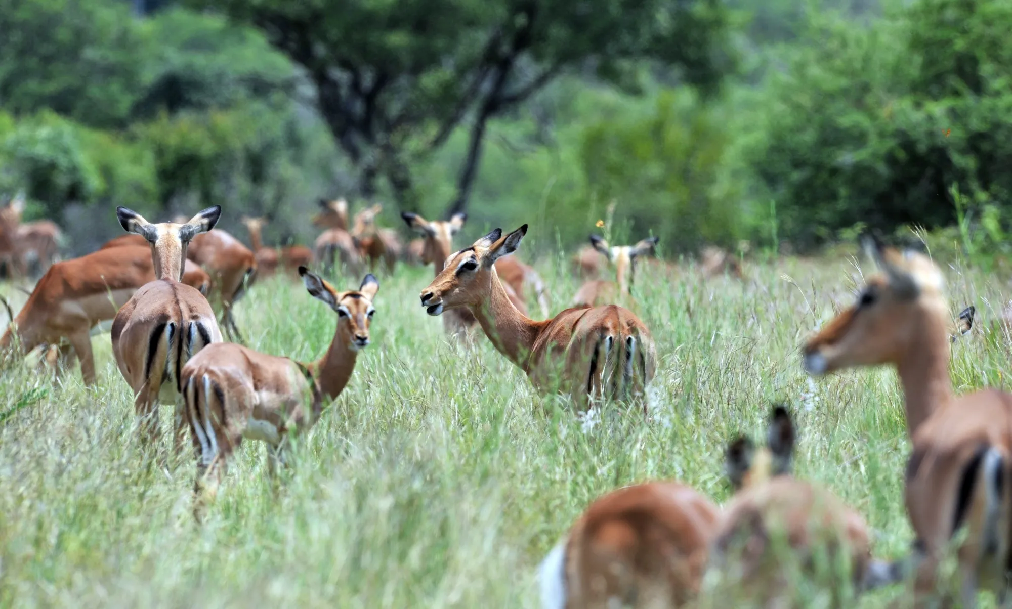 South Africa Wants to Preserve Its Wild Animals by Eating Them - Bloomberg