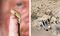 A baby chameleon (left) and meerkats in their pen.