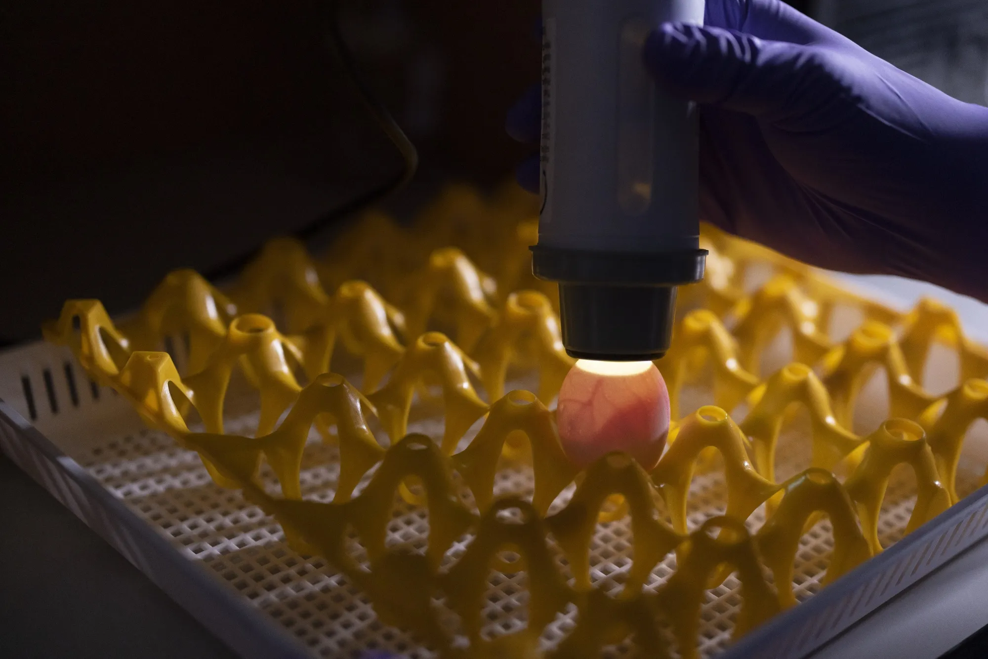 A lab technician demonstrates how eggs are examined for suitability before injecting them with samples of the H5N1&nbsp;bird flu virus at the UK’s Pirbright Institute research center.