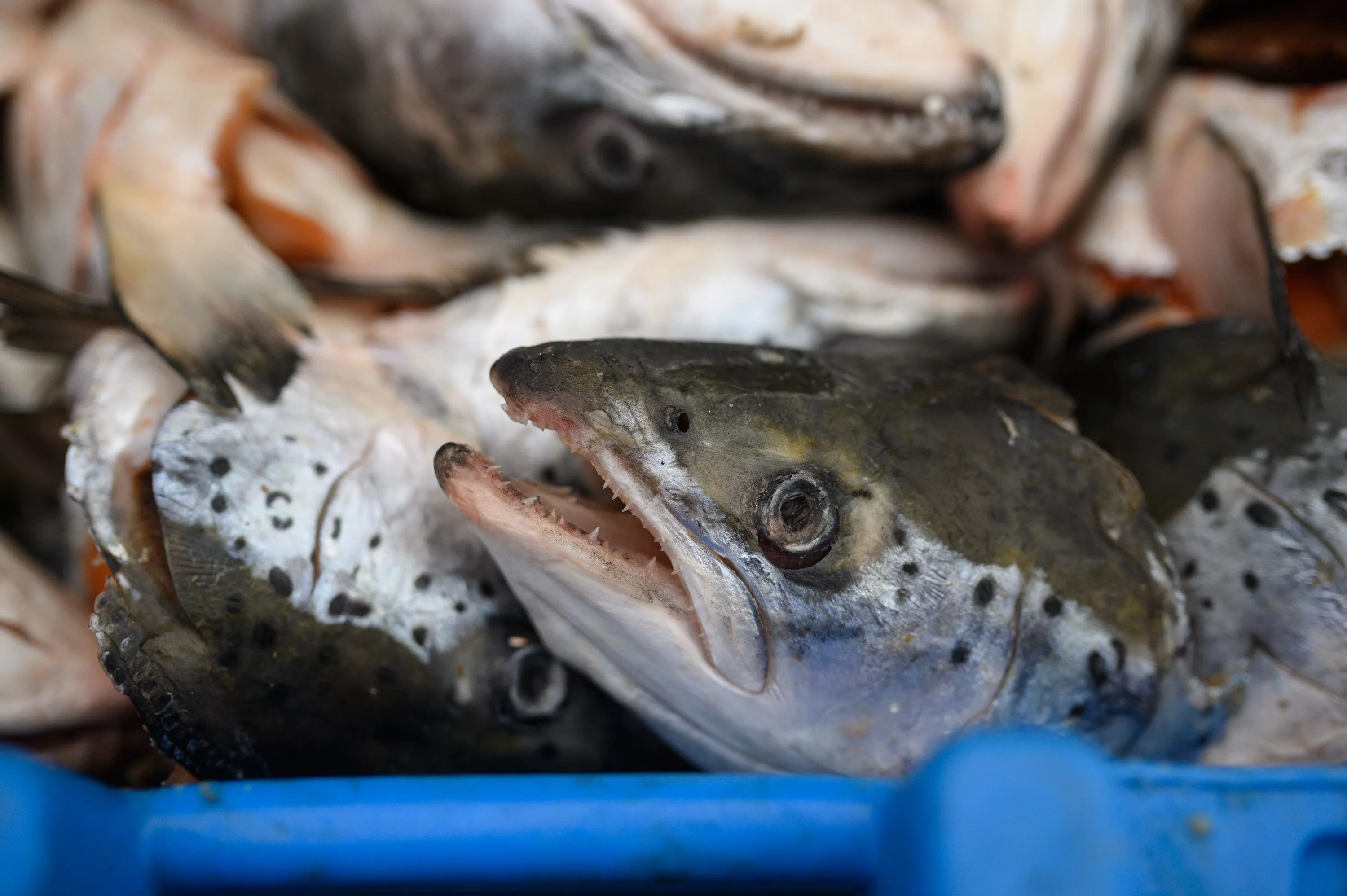 What’s the catch?