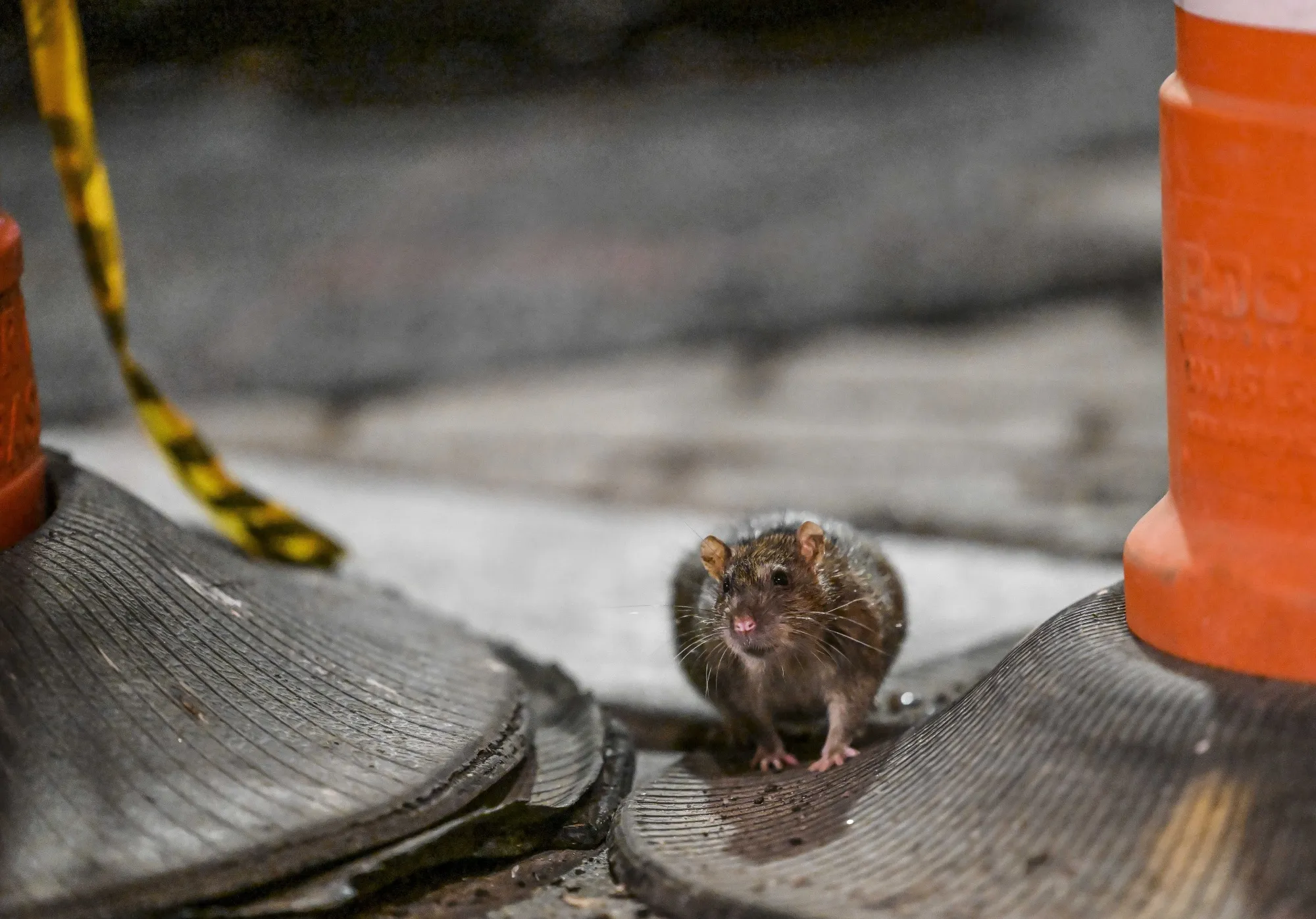 Rats are seen in a street of New York.