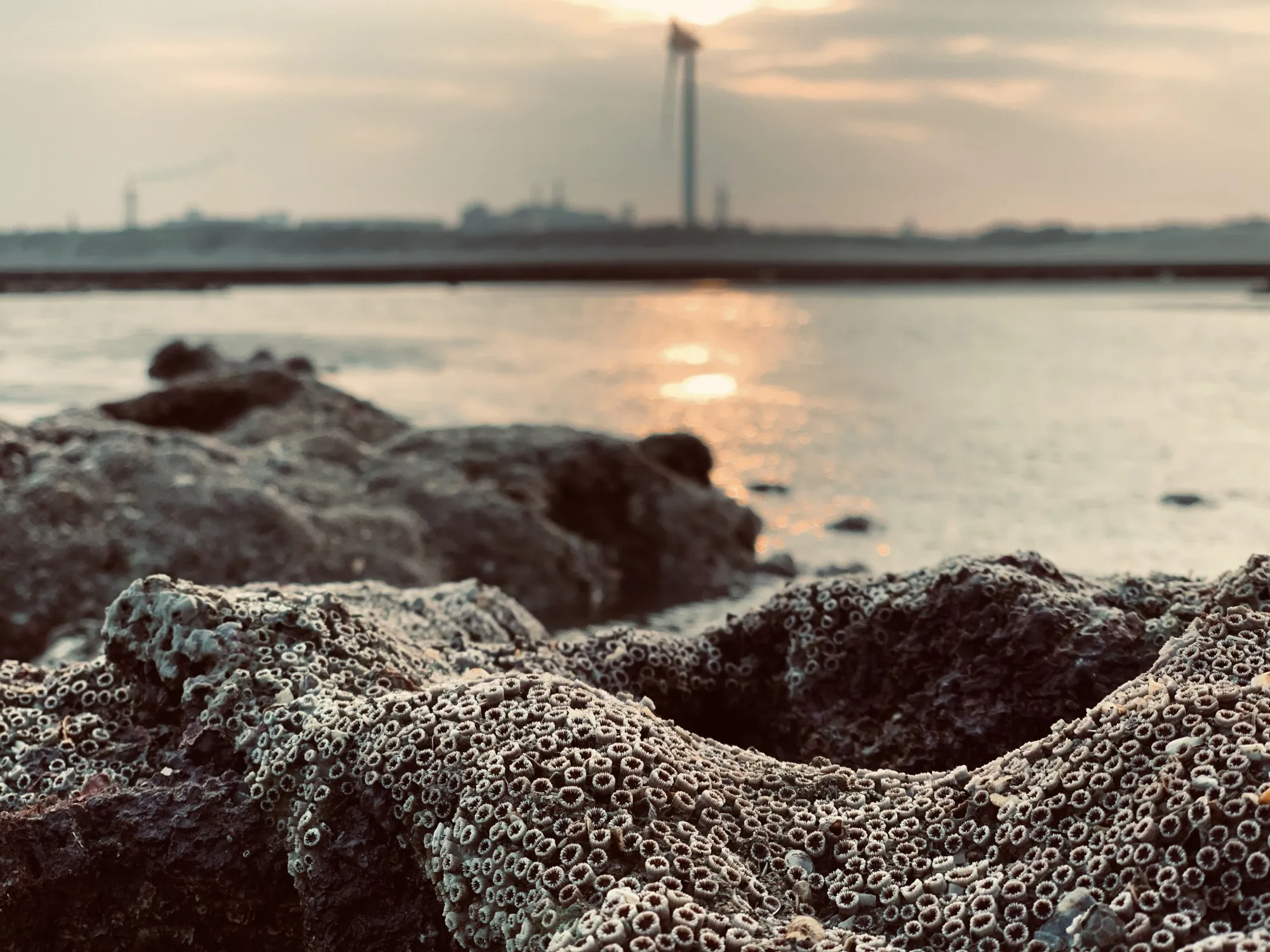 Taiwan’s Datan algal reef&nbsp;