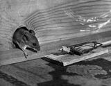 RAT LOOKING AT MOUSETRAP
