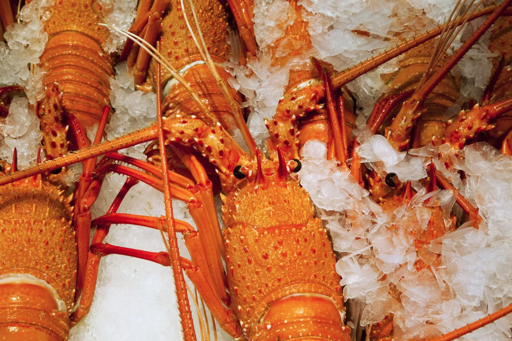 The licenses include sustainably caught lobsters, coral trout, spanner crabs and mud crabs.