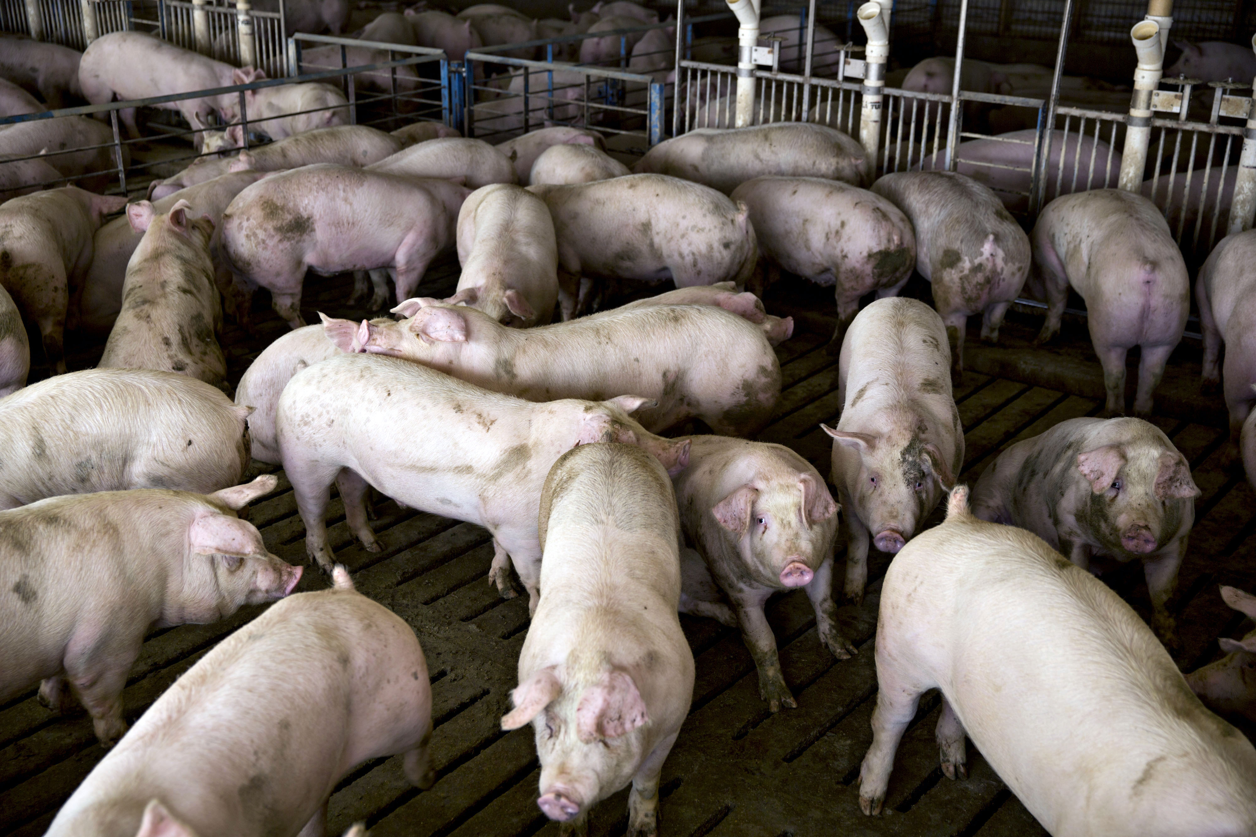 The Paustian Enterprises Pig Farm As Trump Vows Farmers To Be 'Better Off' Because Of Trade Fight 