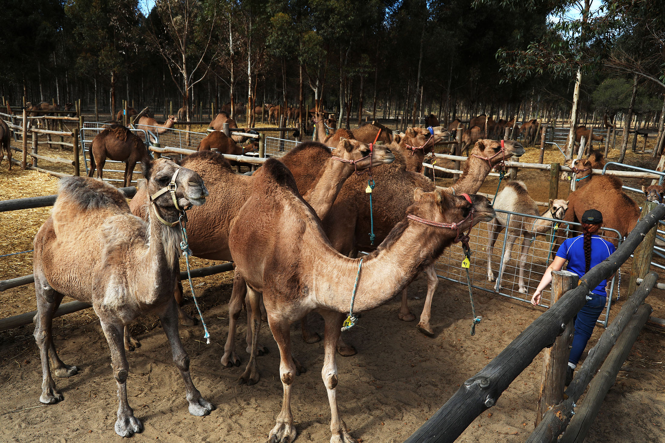 Camels stand in pens at the Good Earth Dairy camel dairy farm in Yathroo, Australia.