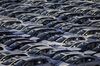 Fuji Heavy Industries Ltd. Subaru branded vehicles bound for shipment sit parked in a lot at a pier in Yokohama, Kanagawa, Japan, on Thursday, Jan. 26, 2017. Japanese Prime Minister Shinzo Abe signaled that he’s open to a bilateral trade deal with the U.S. after Donald Trump formally withdrew from a 12-nation Asia-Pacific accord this week in one of his first acts as president.