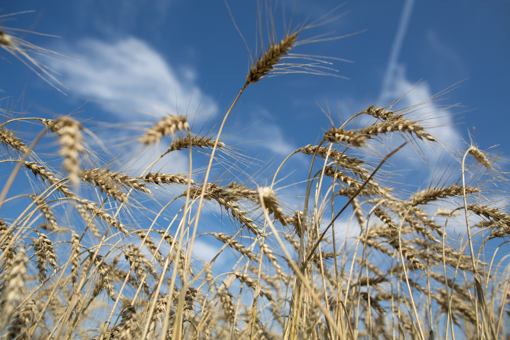 Wheat Harvest In Russia World's Fifth-Biggest Exporter