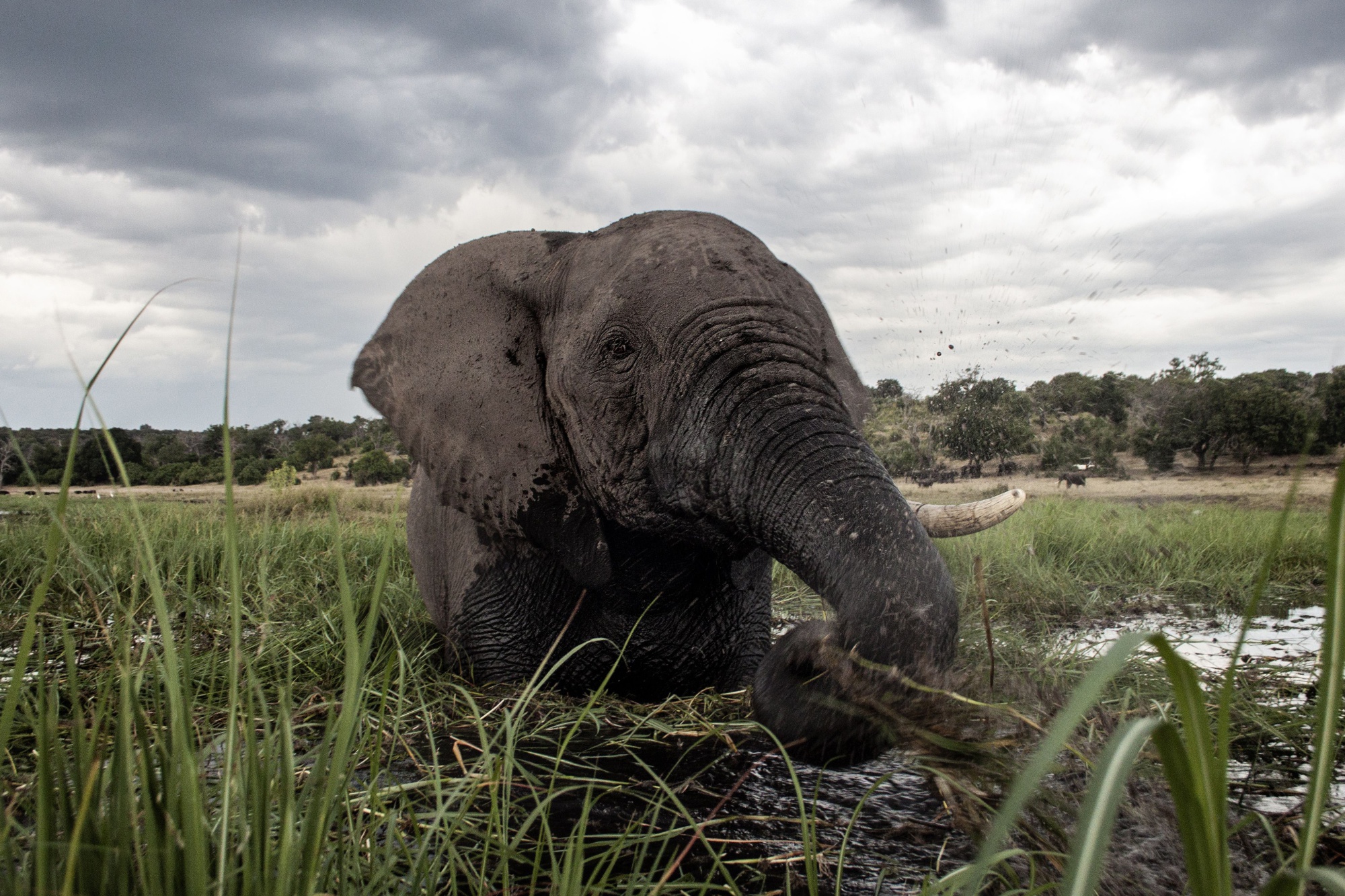 Elephant Diet Choices Are Helping Fight Climate Change Bloomberg