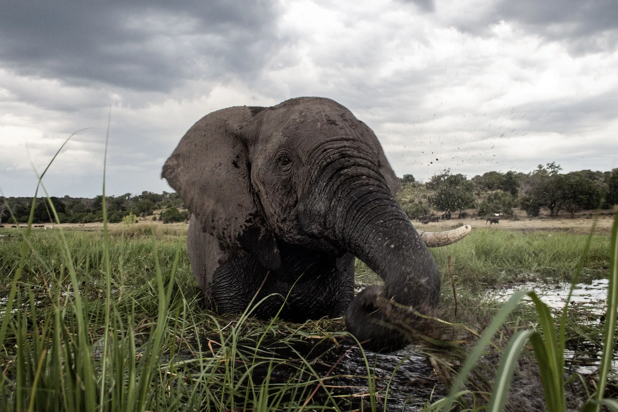 An elephant splashes at sunset in the waters of the Chobe river in Botswana Chobe National Park, in the north eastern of the country on March 20, 2015.&nbsp;