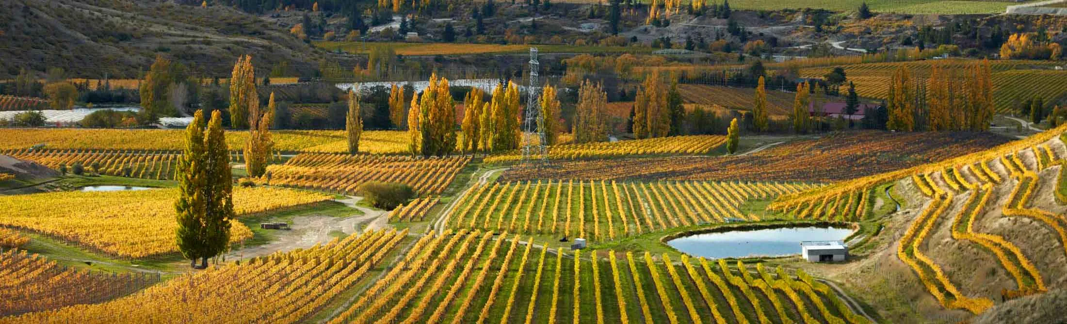 Vineyards in Otaga, New Zealand.