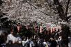 Cherry Blossom Viewing In Tokyo