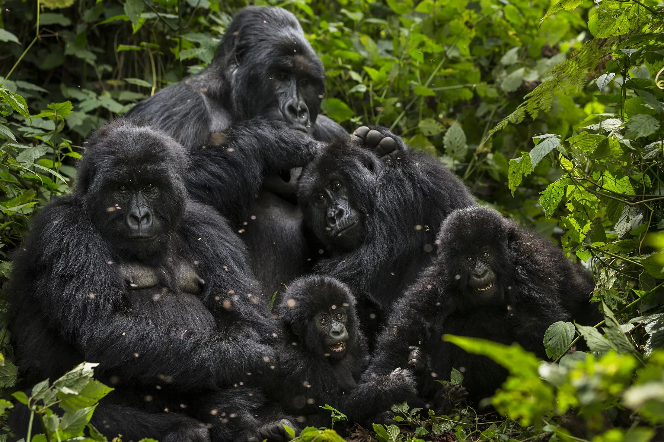 The Bageni family in the gorilla sector of Virunga National Park.