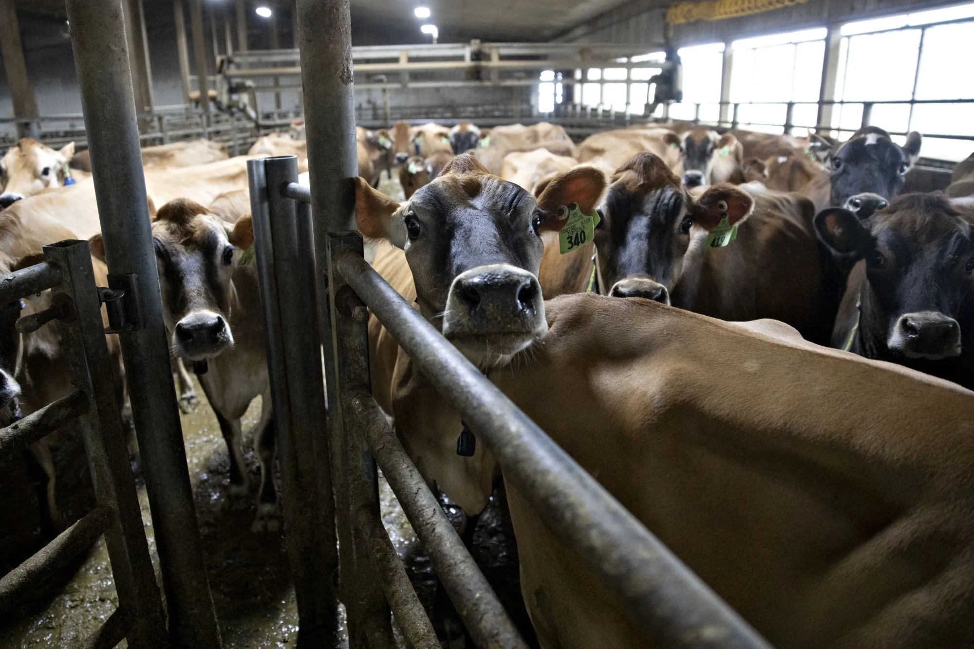 Milk Production In Wisconsin As Covid-19 Pandemic Impacts Dairy Industry