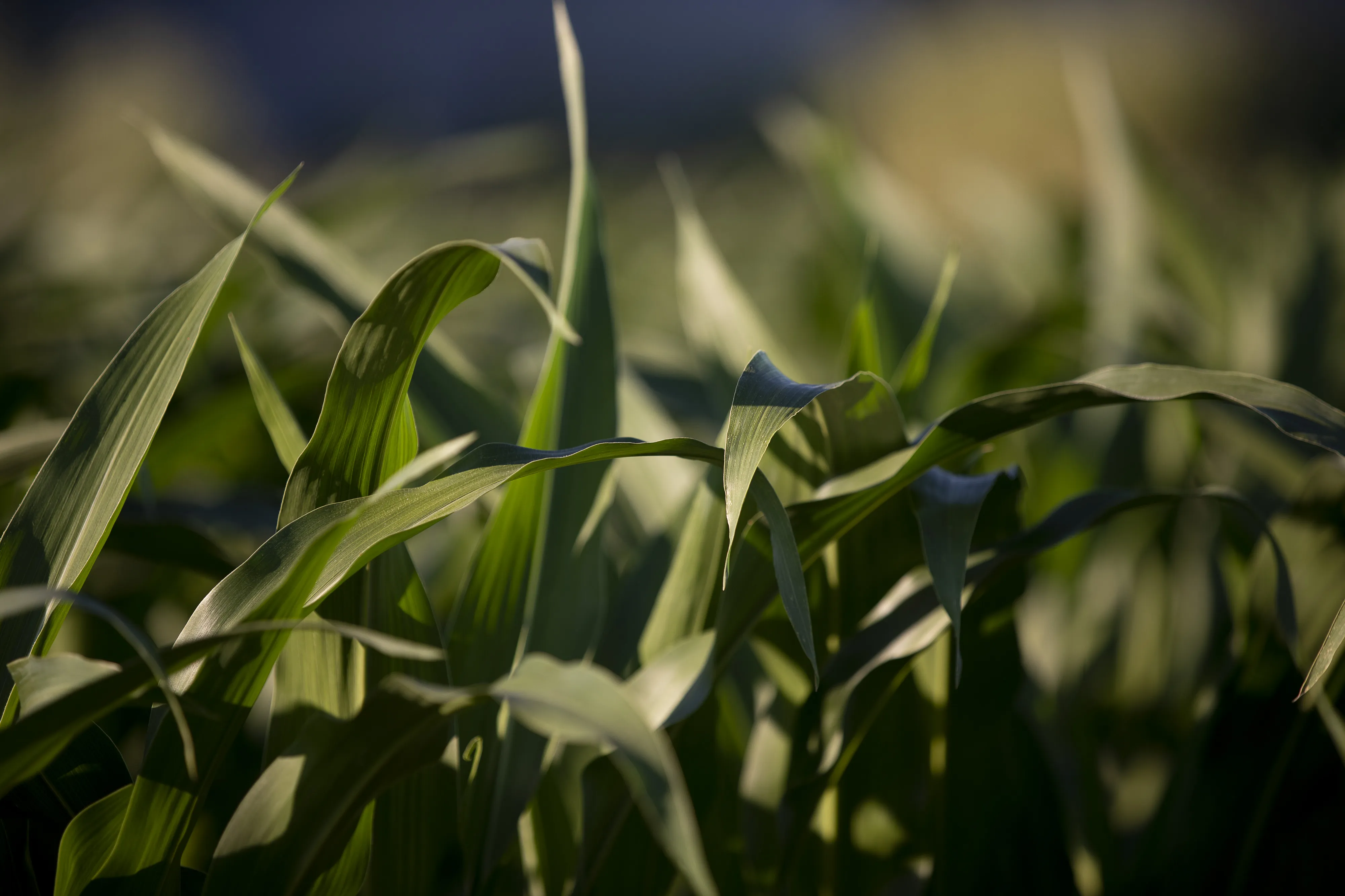 Enveda is using AI to scour thousands of plants for potential drug breakthroughs.