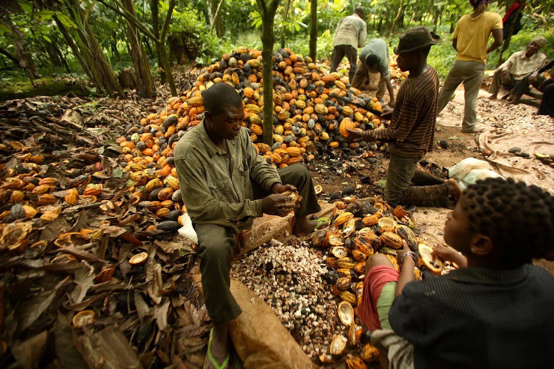 Local villagers work on their cocoa farm in Abo village near Ikom, Nigeria.