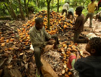 relates to Supply Chains Latest: Tons of Cocoa Beans Snarl Nigerian Ports