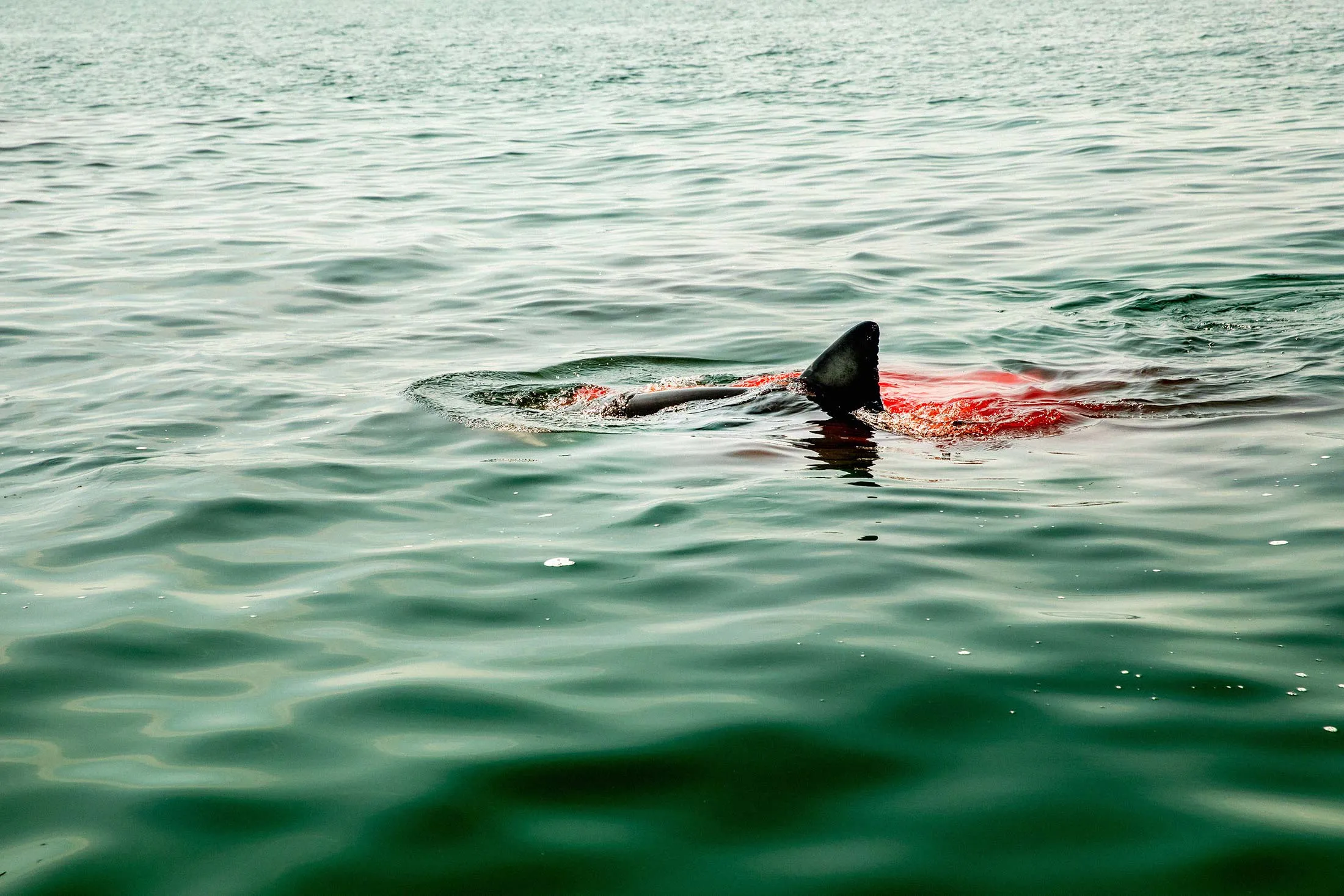A great white shark kills a seal off the coast of Chatham,&nbsp;Mass.,&nbsp;in July.