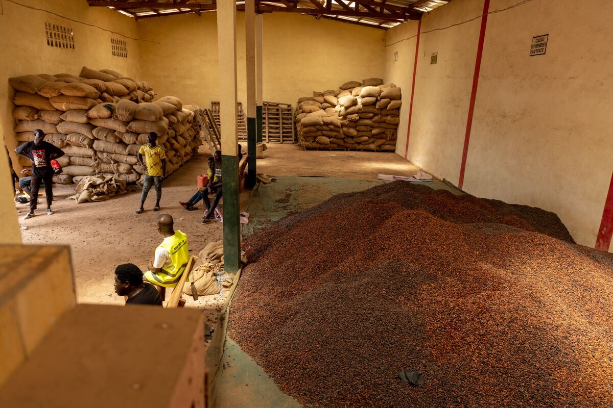Ivory Coast Exporters Reject Cocoa Beans Over Poor Quality