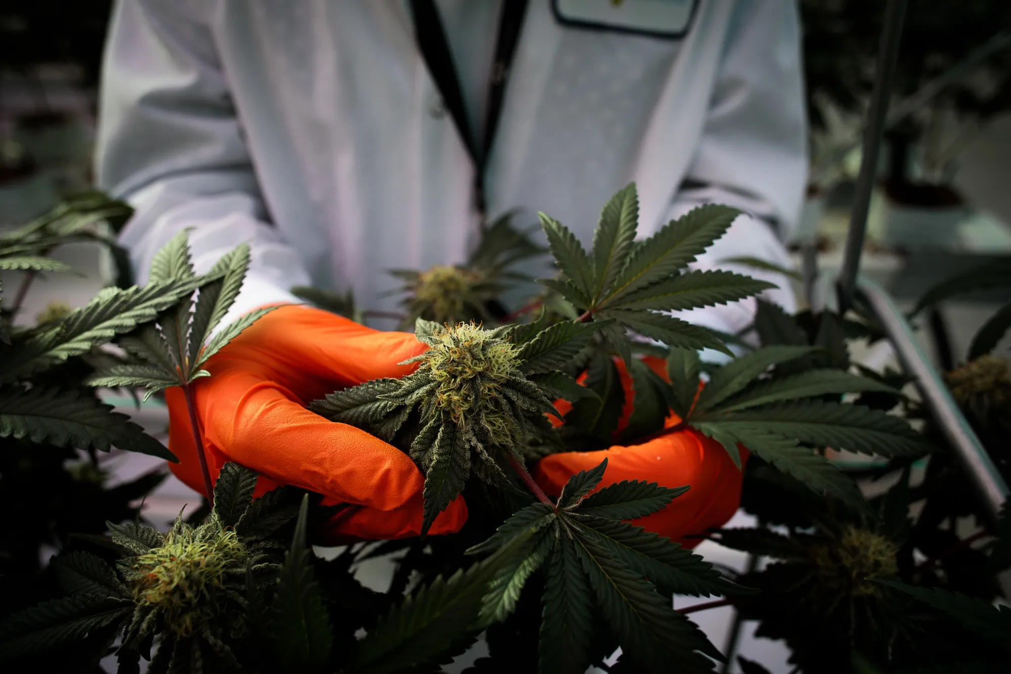 Pot Suddenly Becomes Hot Trend in $5.8 Trillion ETF Industry