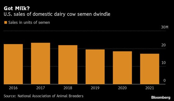 The Latest Sign of Dairy Inflation Is Tanking Sales of Semen