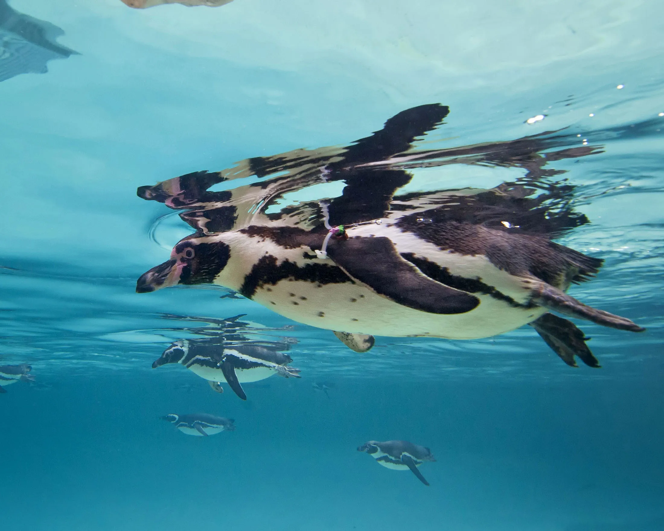 Swimming Penguins At SeaWorld San Diego