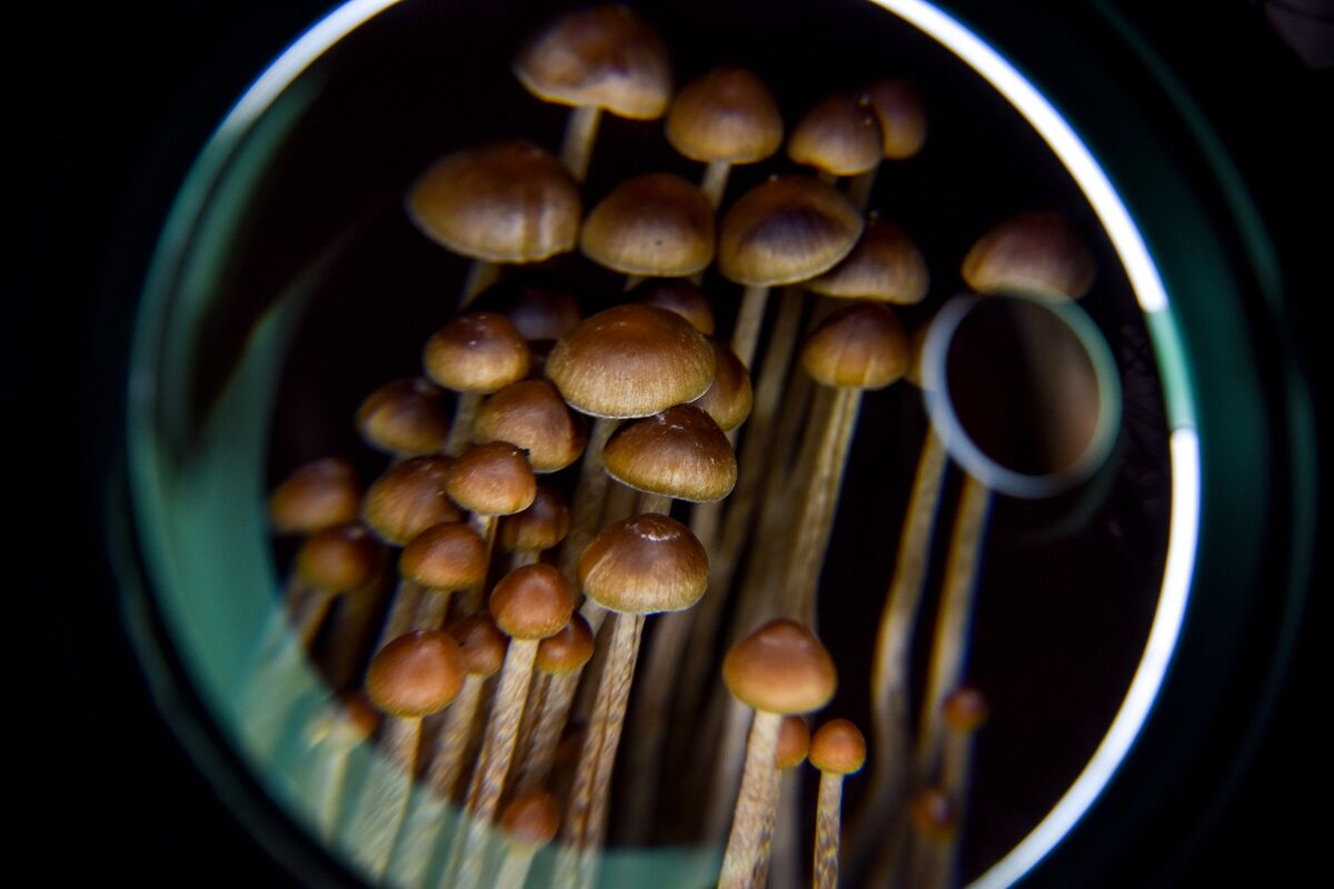 Psychedelic Schools Teach Mental Health Therapists MDMA, Psilocybin - Bloomberg