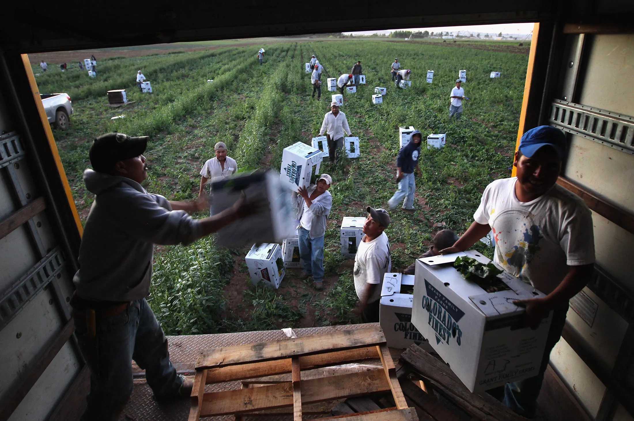 WELLINGTON, CO - SEPTEMBER 03: Migrant farm workers from Mexico harvest organic spinach.
