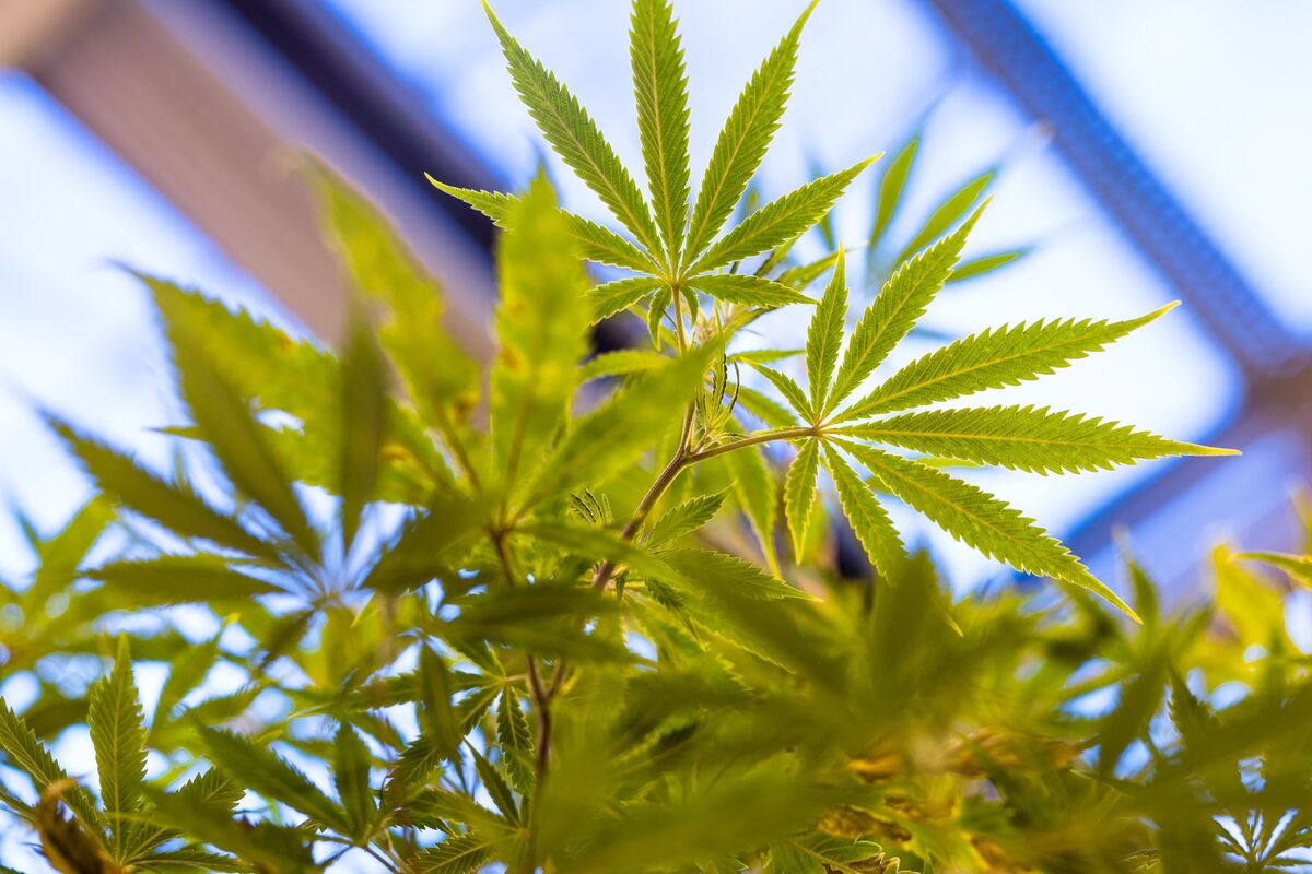 Canadian Weed Giant Backs Medical Marijuana Trials in U.K. - Bloomberg