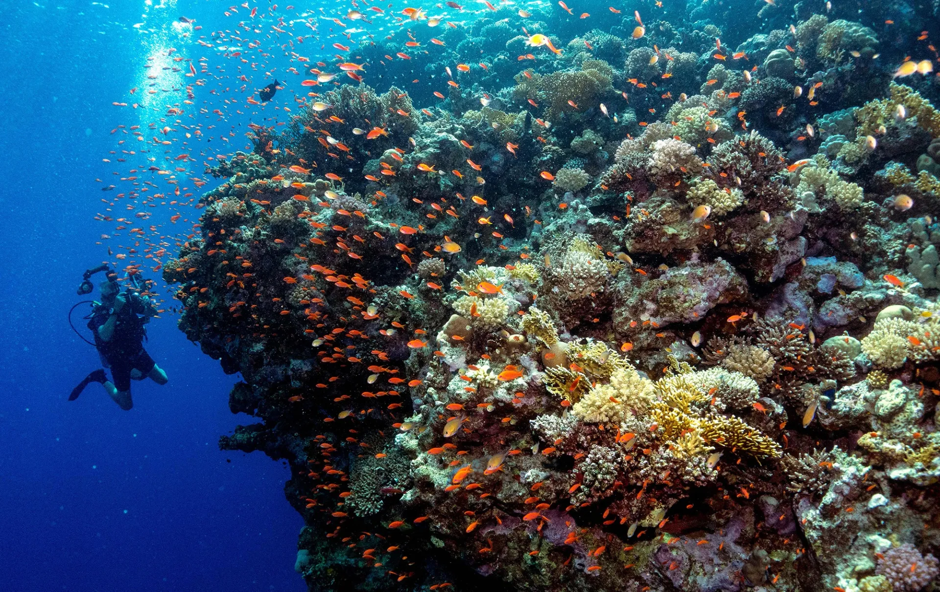 reef fish GETTY sub