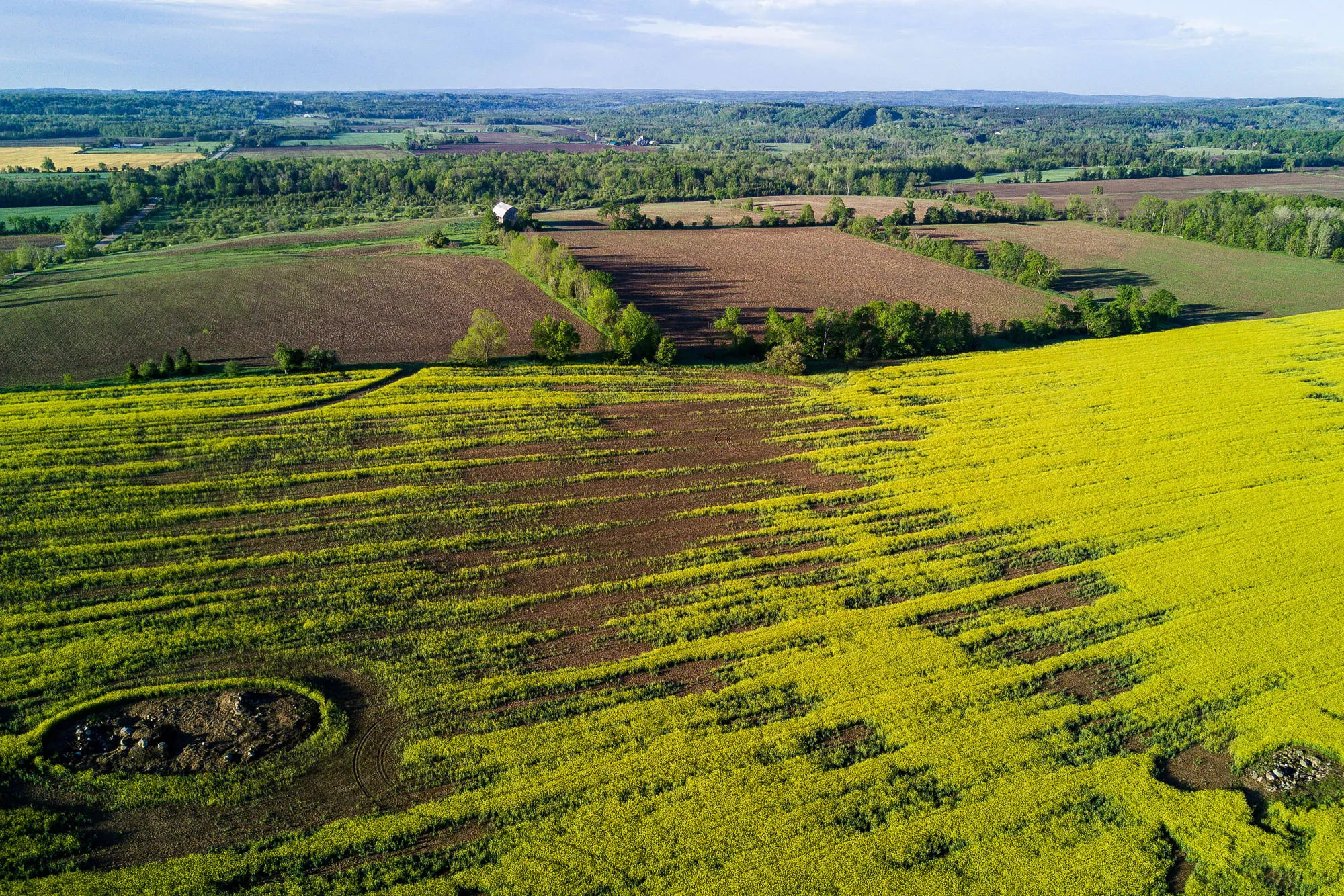 A canola field&nbsp;Orangeville, Ontario, Canada.