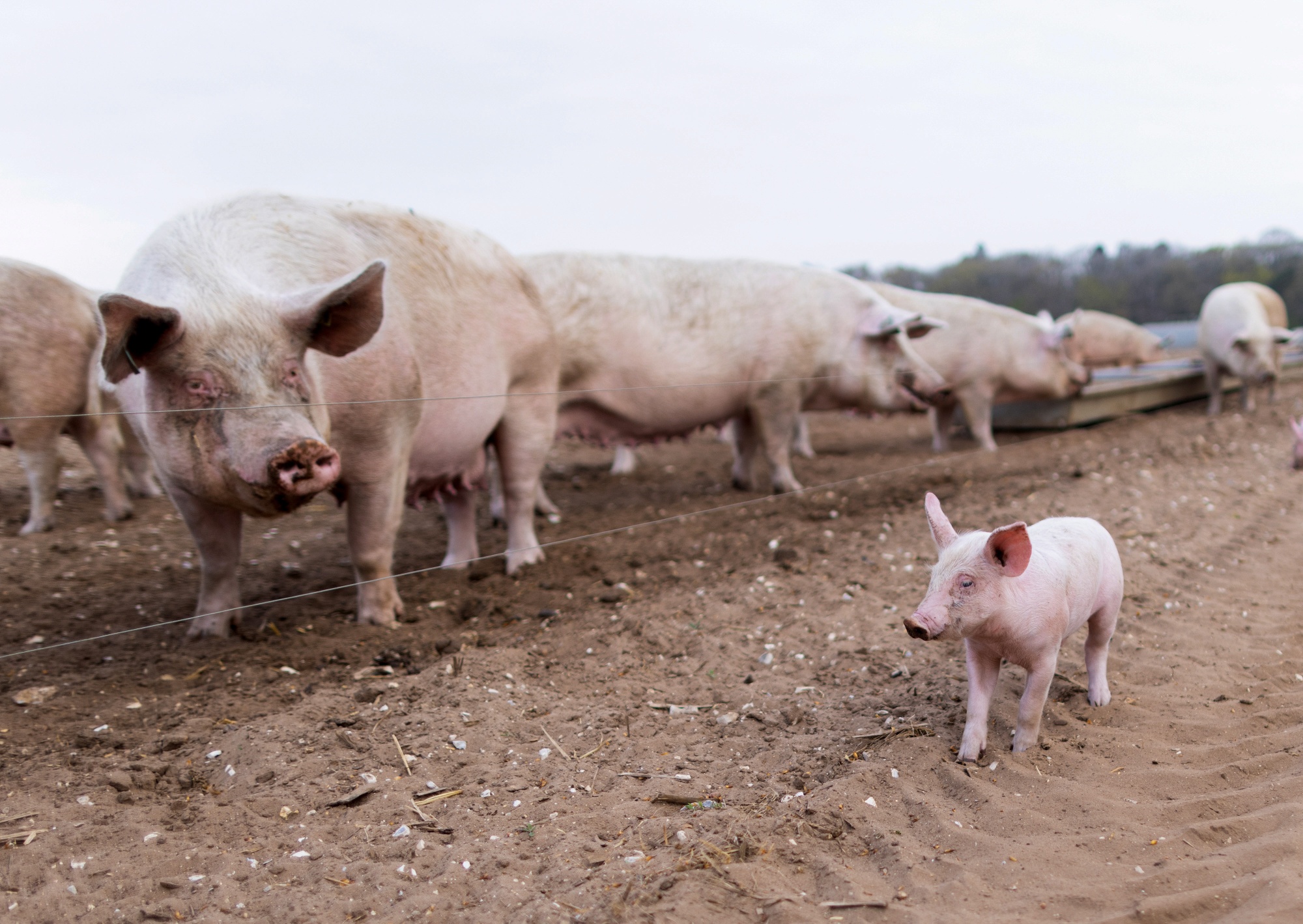 Pig Organs Revived Hour After Death in Scientific Advance - Bloomberg