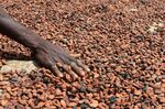 A cocoa farmer lays cocoa beans in the sun in Gagnoa, Ivory Coast.