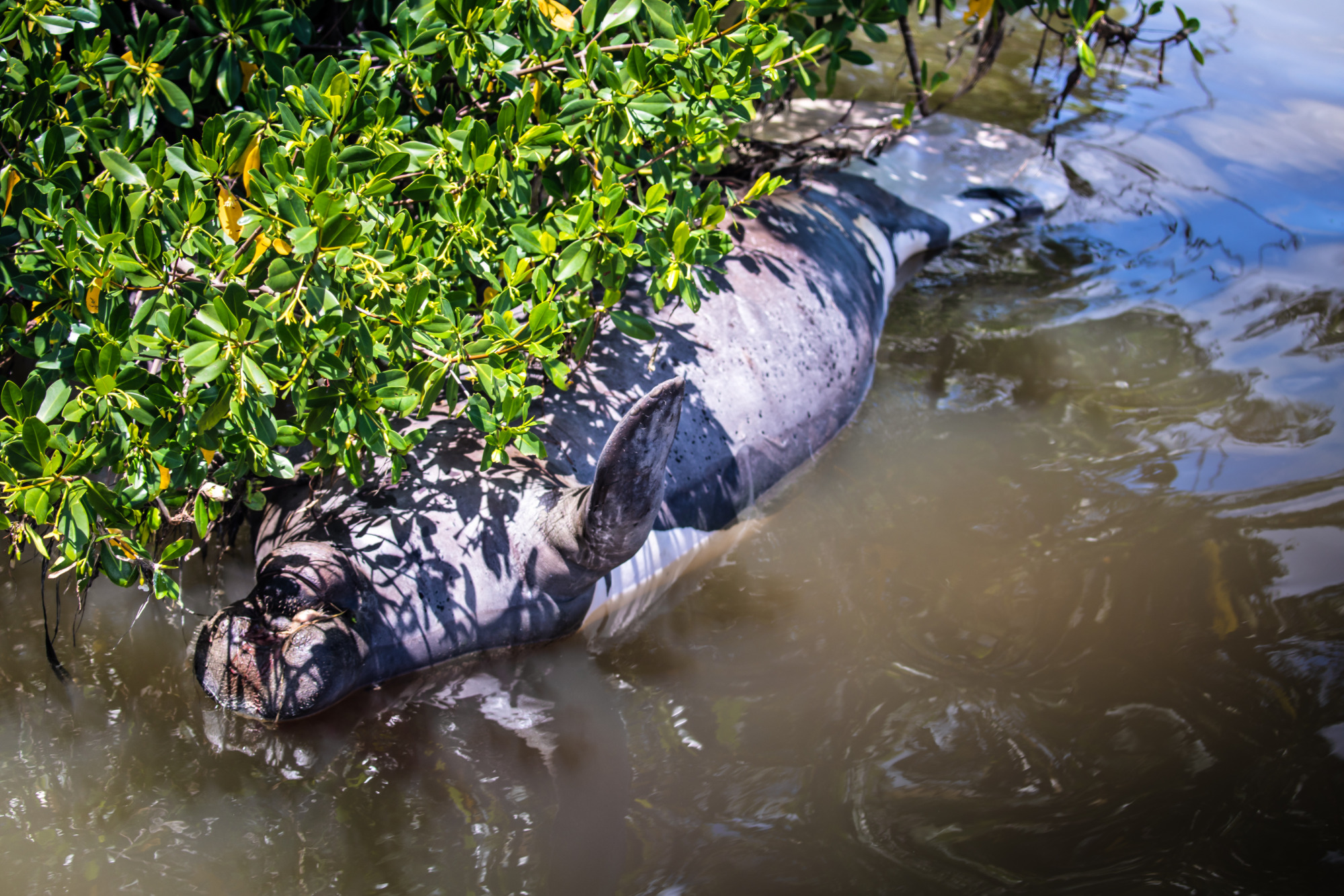 Toxic Green Slime and Red Tide Are Ruining Florida's Gulf Coast - Bloomberg