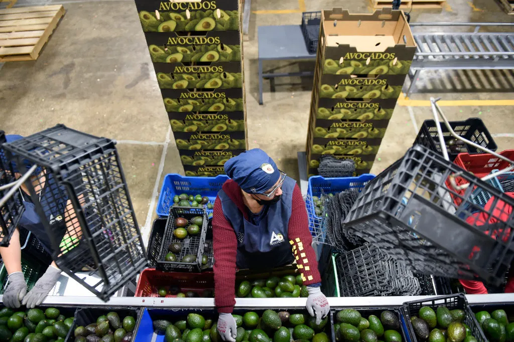Employees work at an avocados packing plant in the municipality of Ario de Rosales, Michoacan state, Mexico.