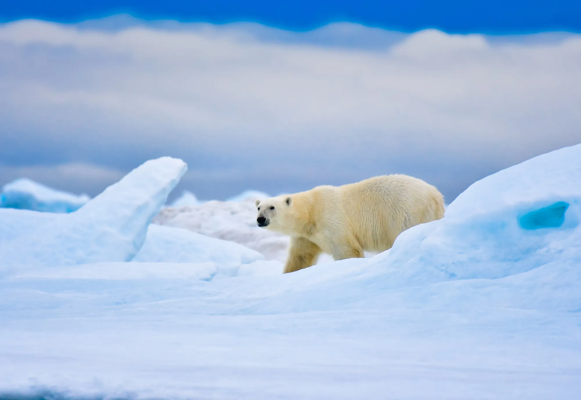 Polar bears on Wrangel Island