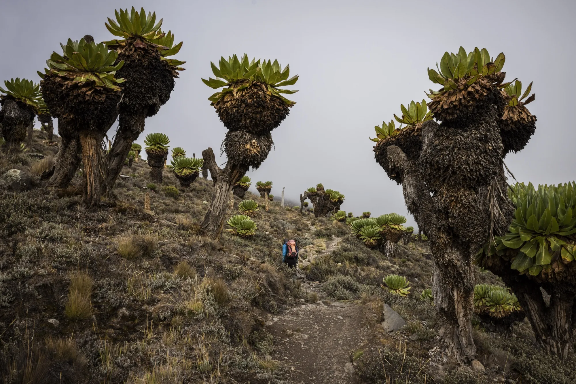 Giant Lobelia plants grow around rock formations on Mount Kenya in Mount Kenya National Park.