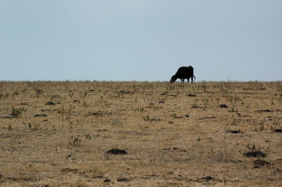 A cow grazes in a drought-parched field in Morristown, South Dakota, in 2006.