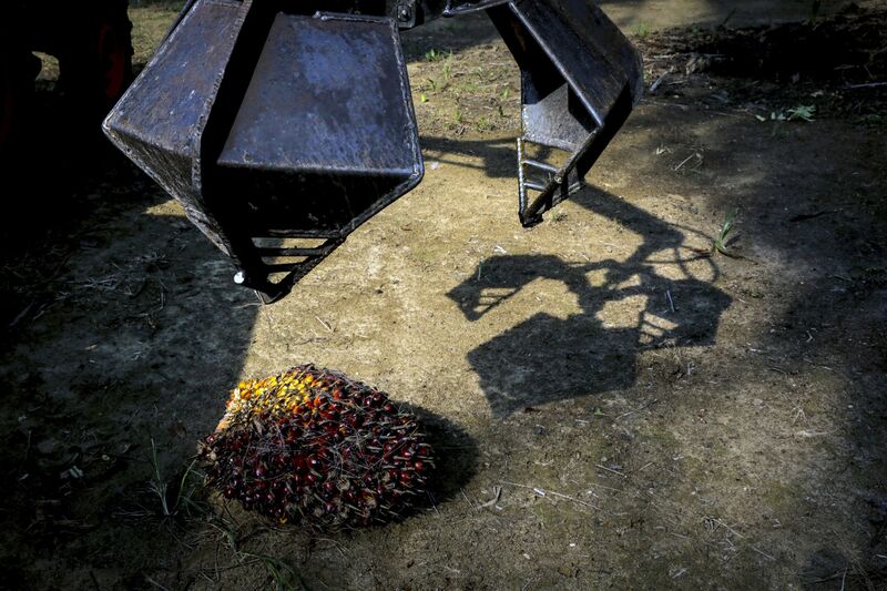 Business Booms for Drones as Oil-Palm Farmers Go Hi-Tech