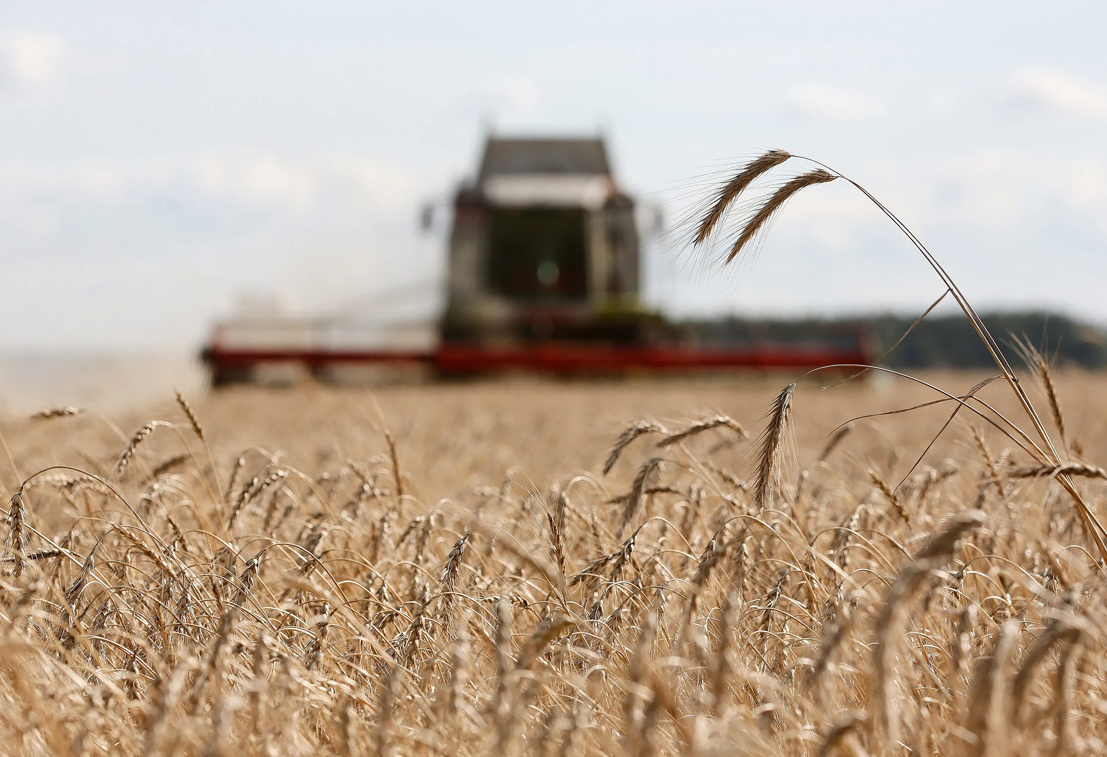 A combine harvester operates in a field of wheat near Bolshiye Achasary village in the Republic of Tatarstan.
