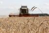 A combine harvester operates in a field of wheat near Bolshiye Achasary village in the Republic of Tatarstan.
