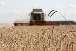 A combine harvester operates in a field of wheat near Bolshiye Achasary village in the Republic of Tatarstan.
