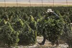A worker carries hemp plants hemp plants during a harvest near Cheyenne Wells, Colorado.