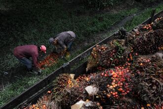 Operations at a Palm Oil Plantation in Malaysia