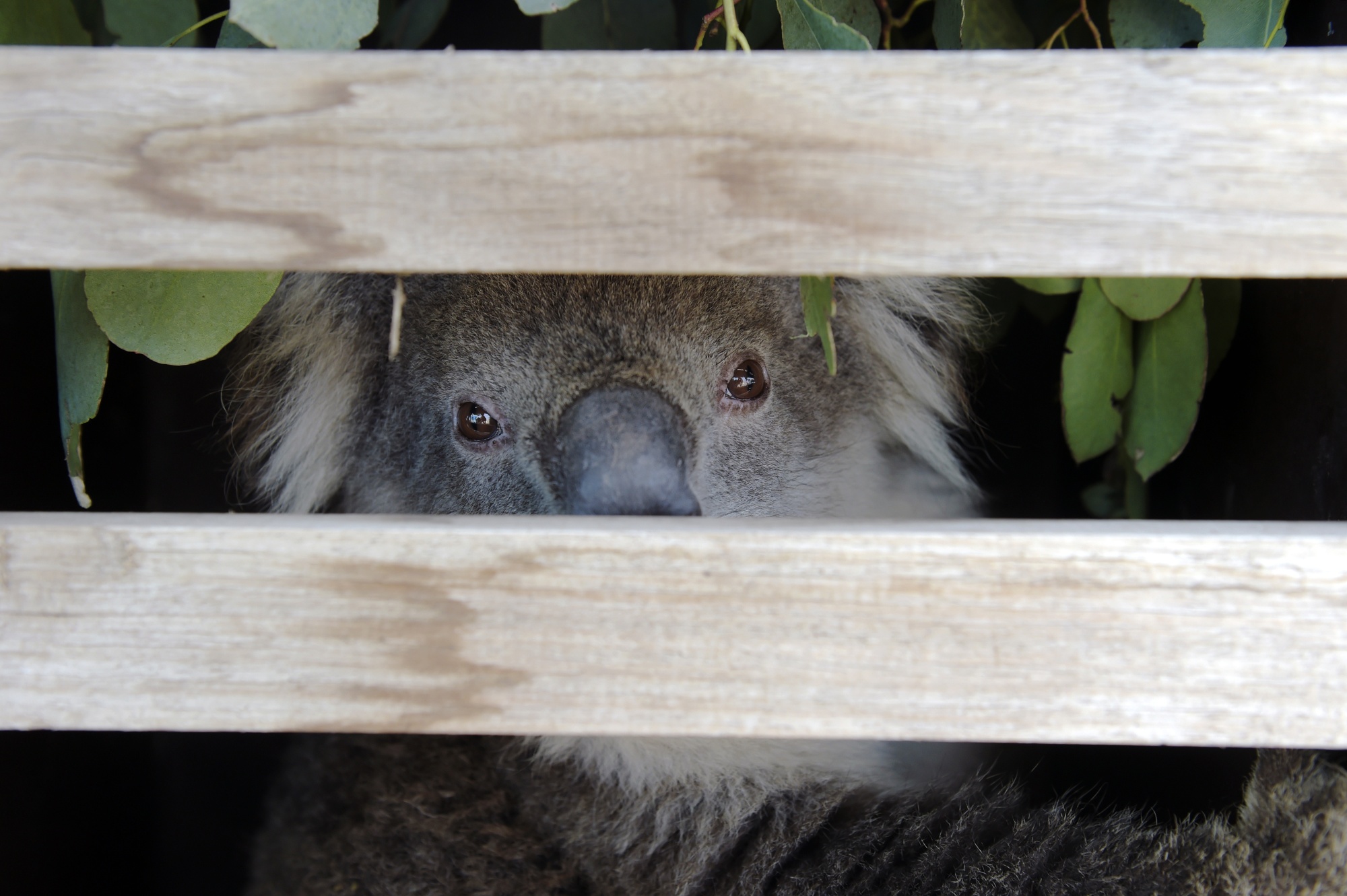 A World Without Koalas? Losing the Marsupial Could Make Australian