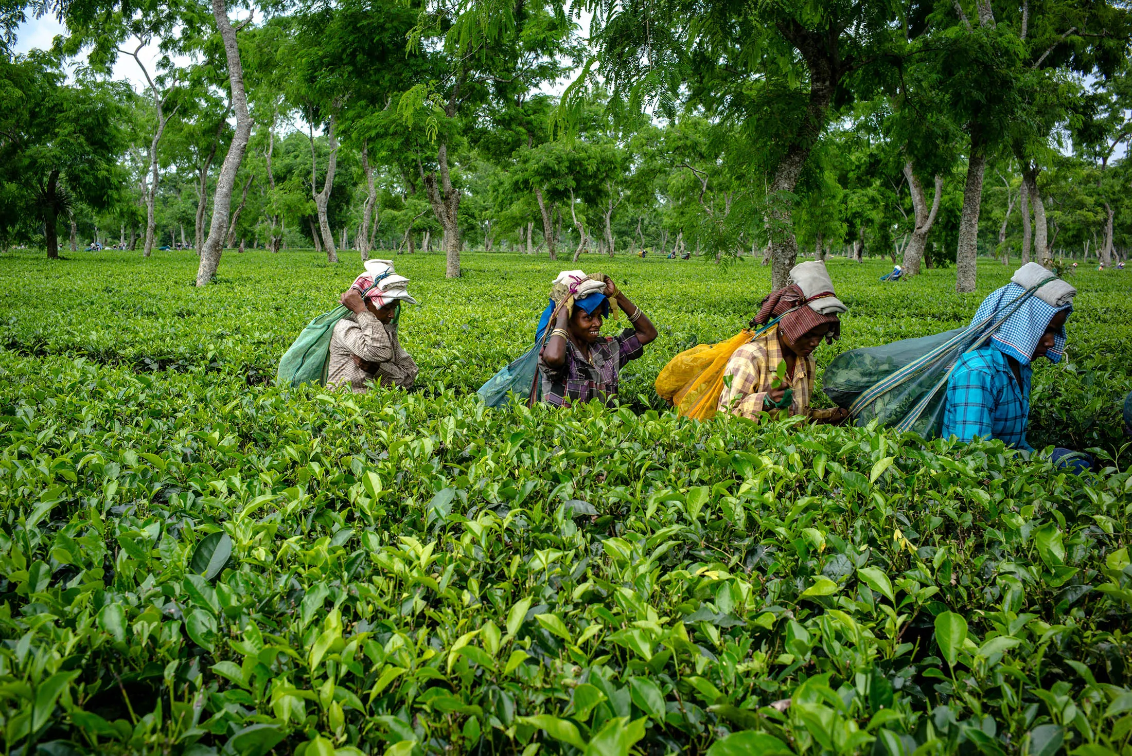 Tea Picking and Production at the Korangani Tea Estate Ahead Of Second-Quarter GDP Figures