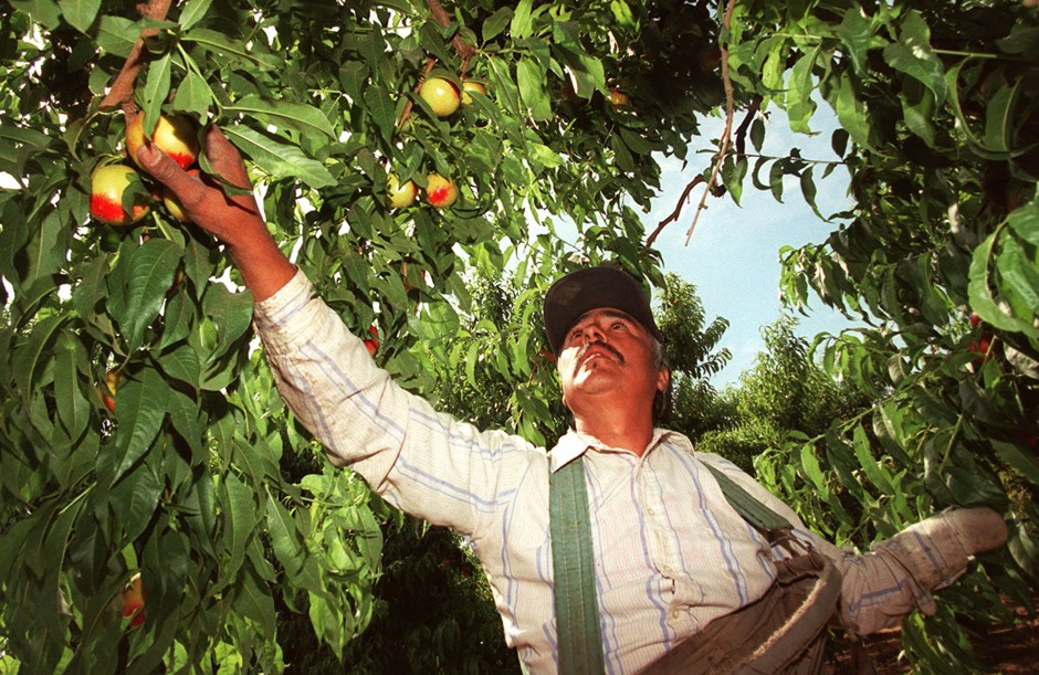 Field worker Gilbert Romero fleeces a nectarine tree of ripe fruit at Sarabian farms in Sanger, California.